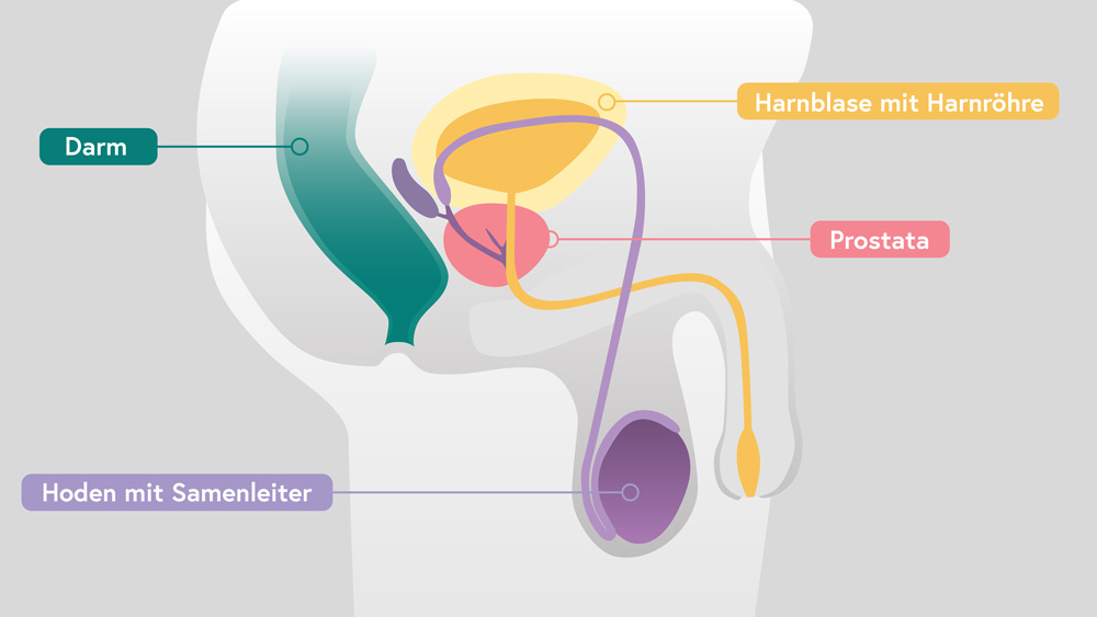 Anatomie der Prostata